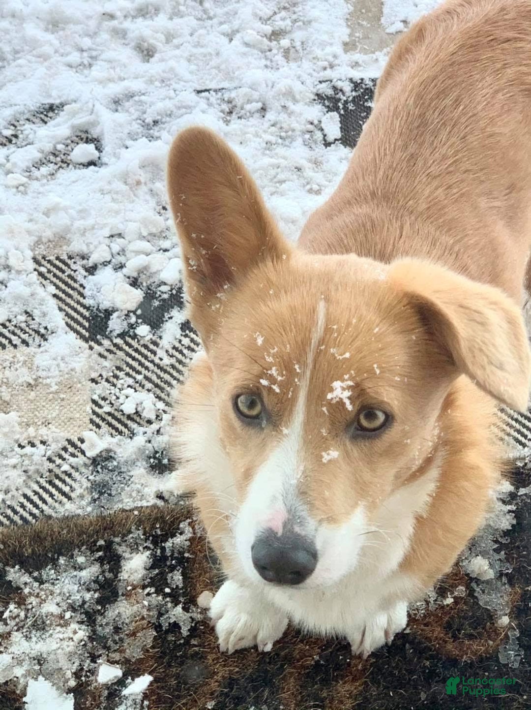 Welsh Corgi Pembroke dogs for sale: Female 2 - Image 2