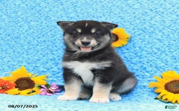 Pomsky dogs for sale: Murphy - Image 5