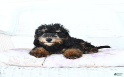 Miniature Poodle dogs for sale: Loura - Image 4