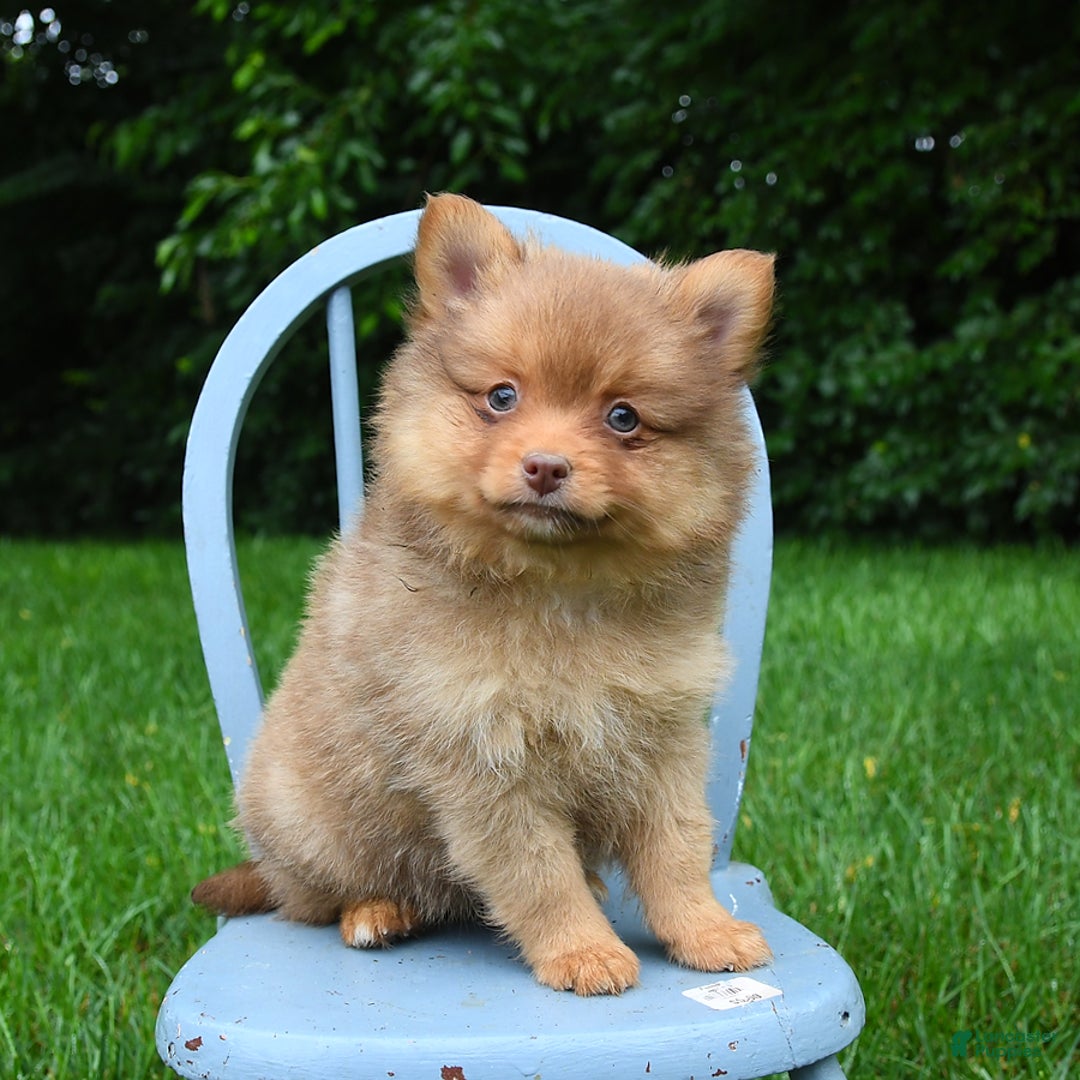 Pomeranian dogs for sale: Tanner - Image 3