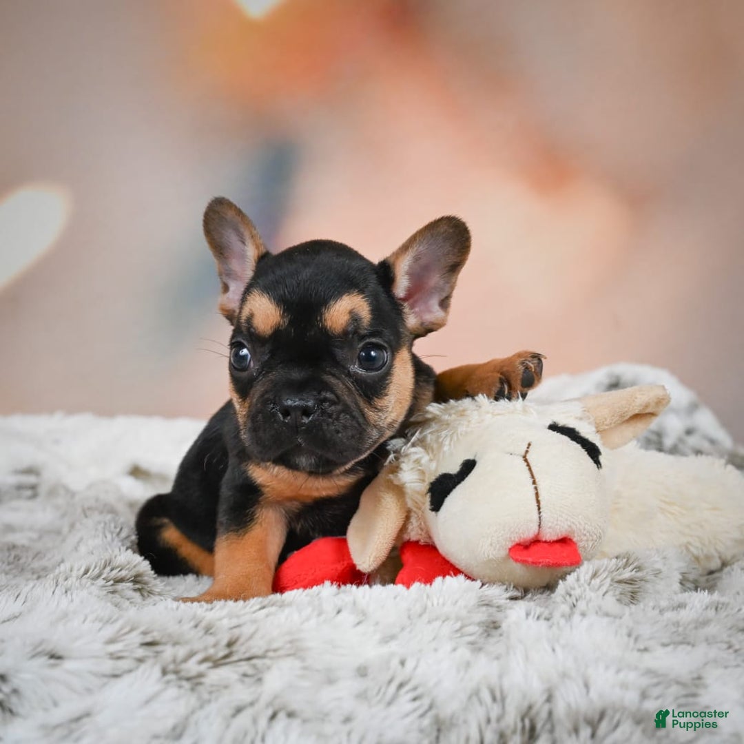 French Bulldog dogs for sale: Max - Image 7
