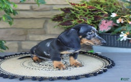 Miniature Dachshund dogs for sale: Lucky - Image 1