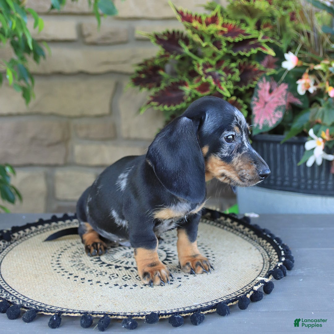 Miniature Dachshund dogs for sale: Lucky - Image 1