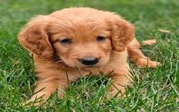 Goldendoodle dogs for sale: Rocky - Image 7