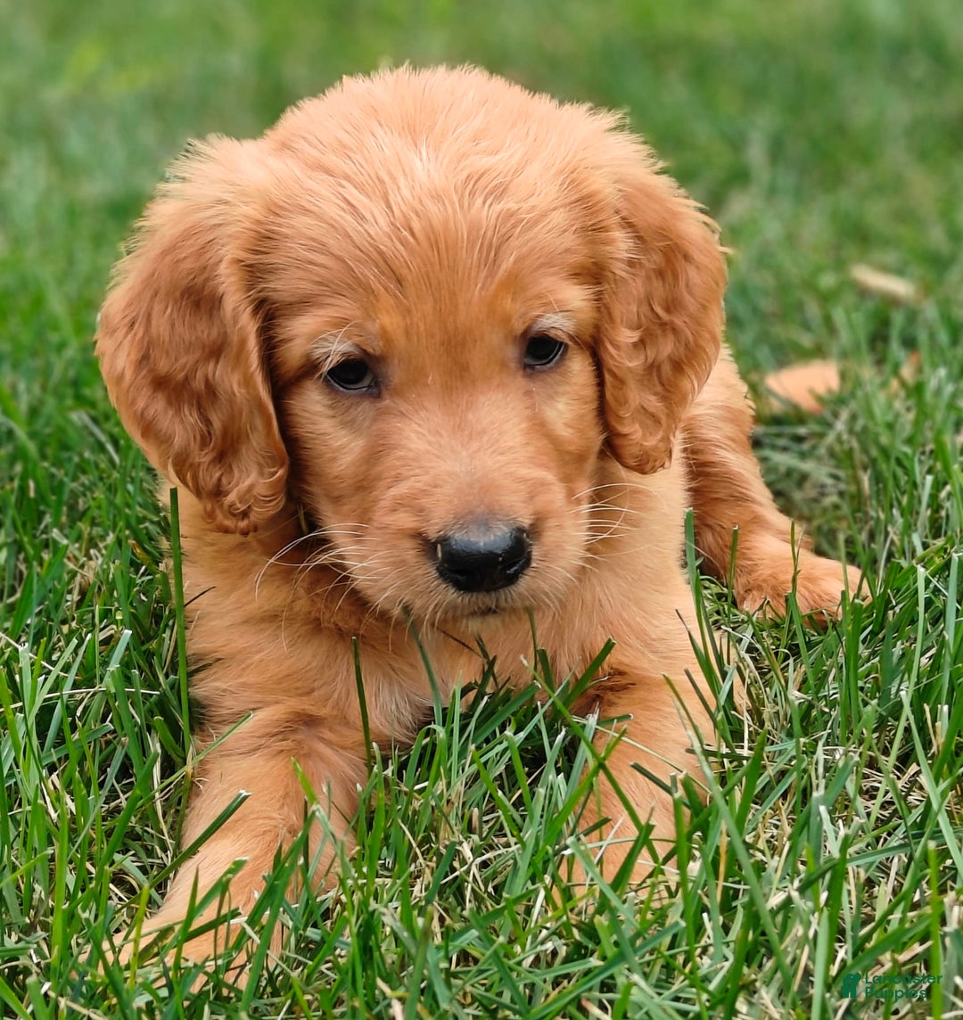 Goldendoodle dogs for sale: Rocky - Image 7