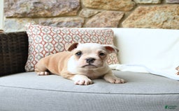 Olde English Bulldogge dogs for sale: Pansy - Image 4