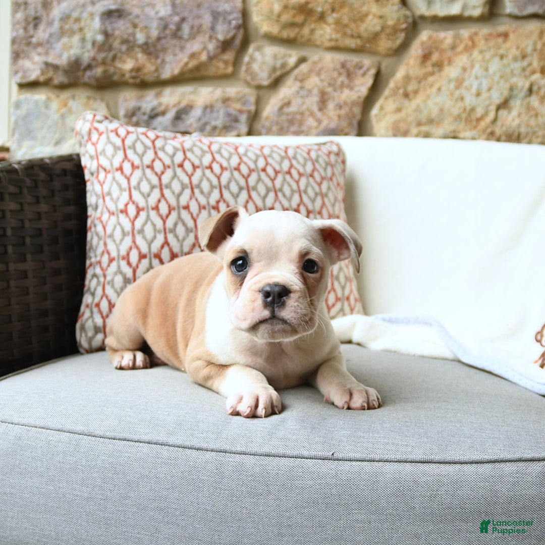 Olde English Bulldogge dogs for sale: Pansy - Image 4