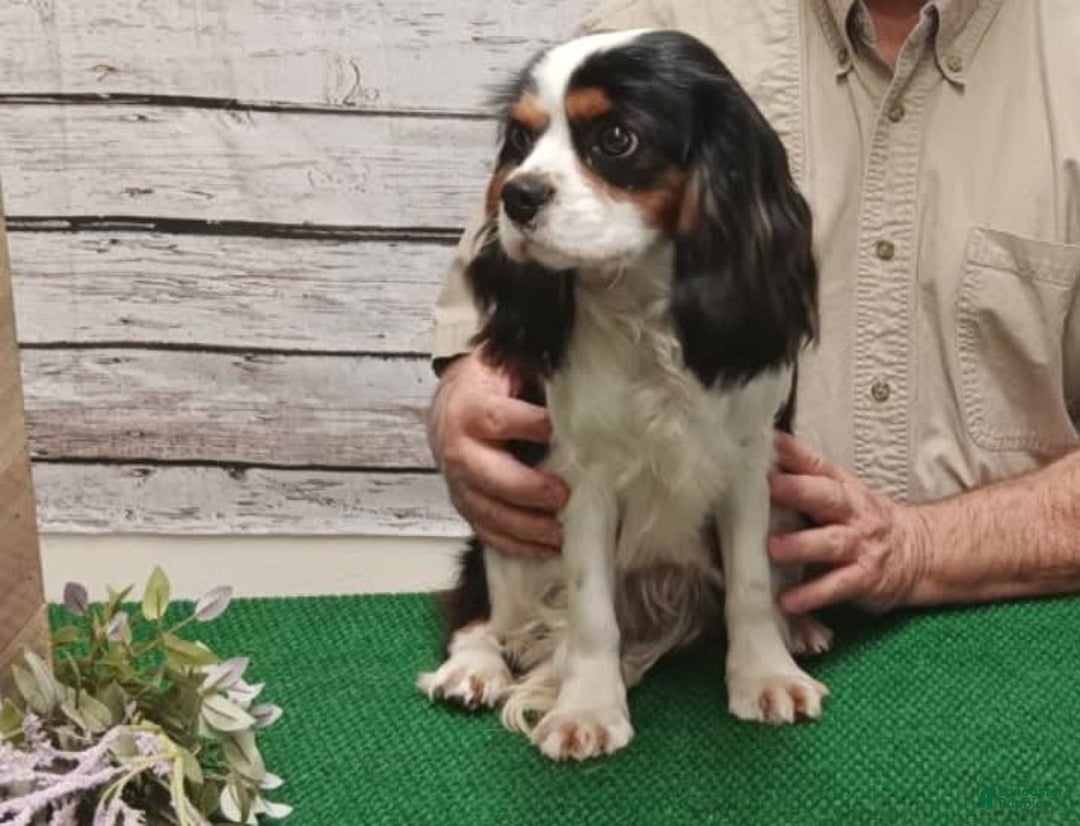 Cavapoo dogs for sale: Oliver - Image 8