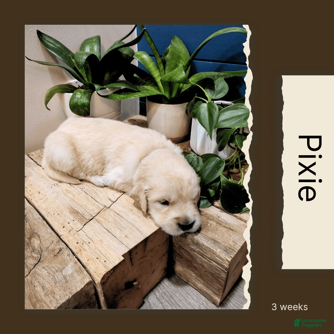 Golden Retriever dogs for sale: Pixie - Image 18