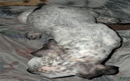 Dogo Argentino dogs for sale: Titan - Image 4