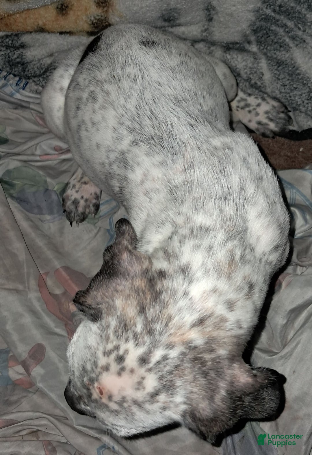 Dogo Argentino dogs for sale: Titan - Image 4