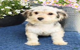 Yochon dogs for sale: Rosie - Image 3