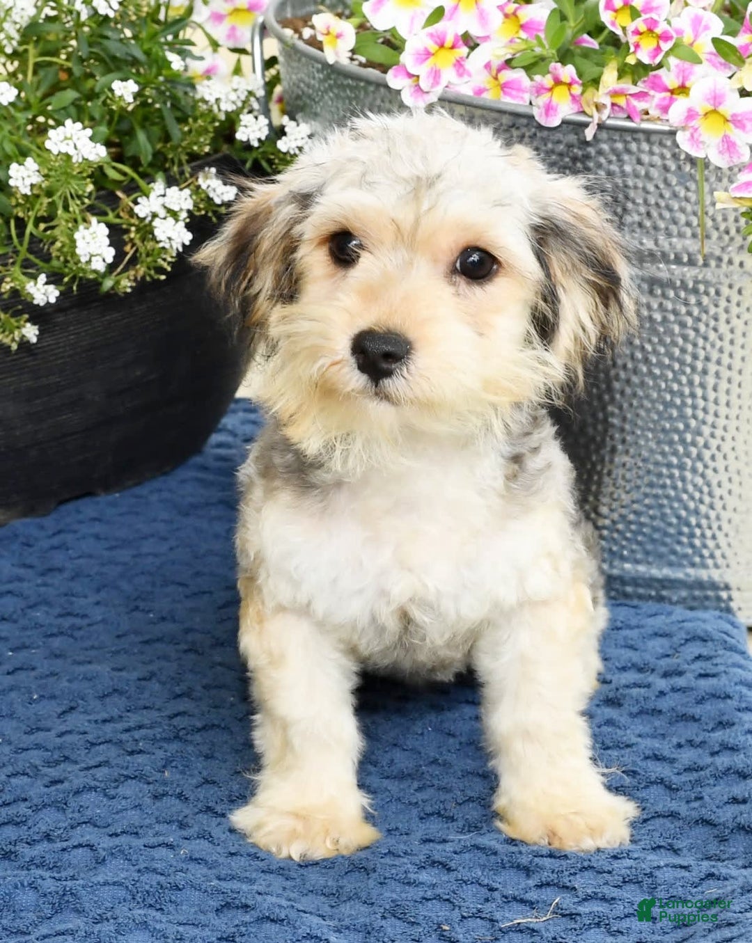 Yochon dogs for sale: Rosie - Image 3