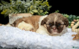 Shih Tzu dogs for sale: Austin - Image 3