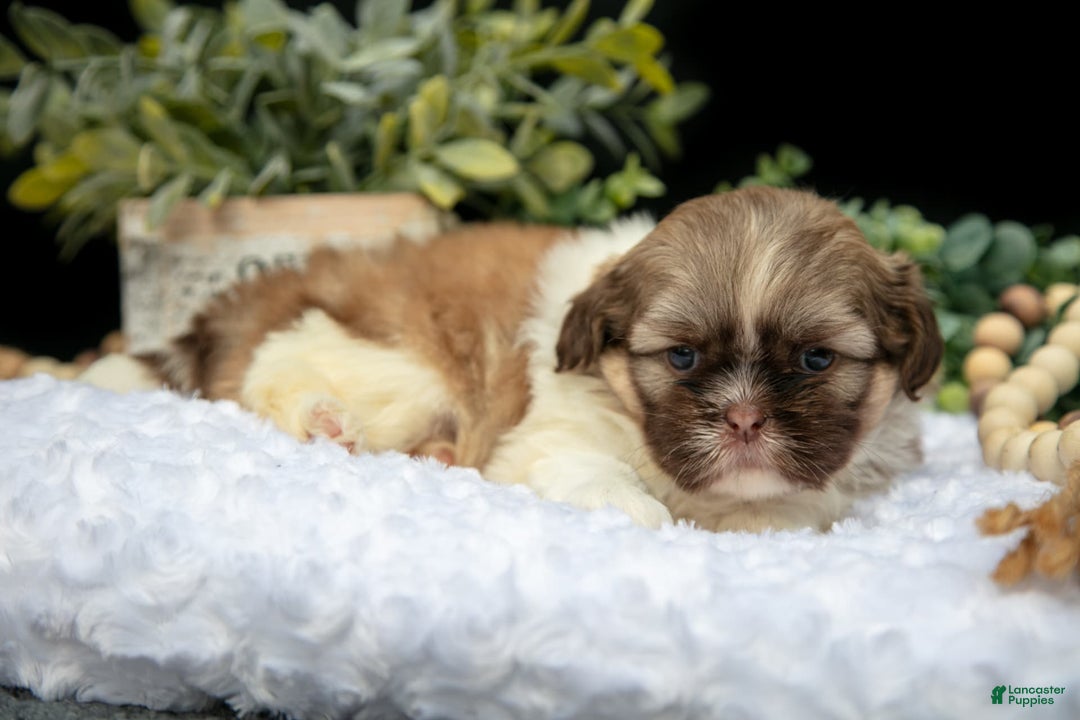 Shih Tzu dogs for sale: Austin - Image 3