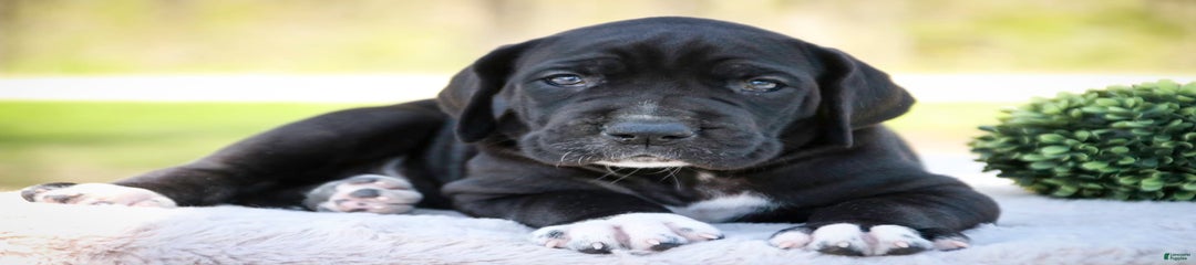 Calypso
