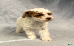 Miniature Poodle dogs for sale: Lily - Image 32