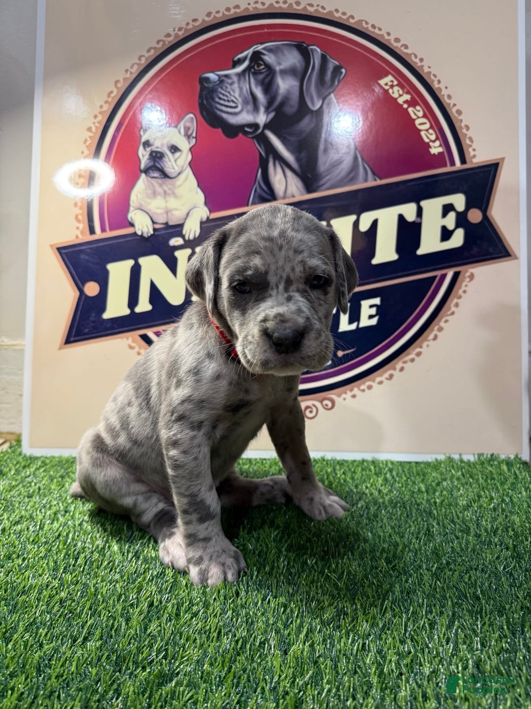 Cane Corso dogs for sale: Cane Corso 6 puppies - Image 4