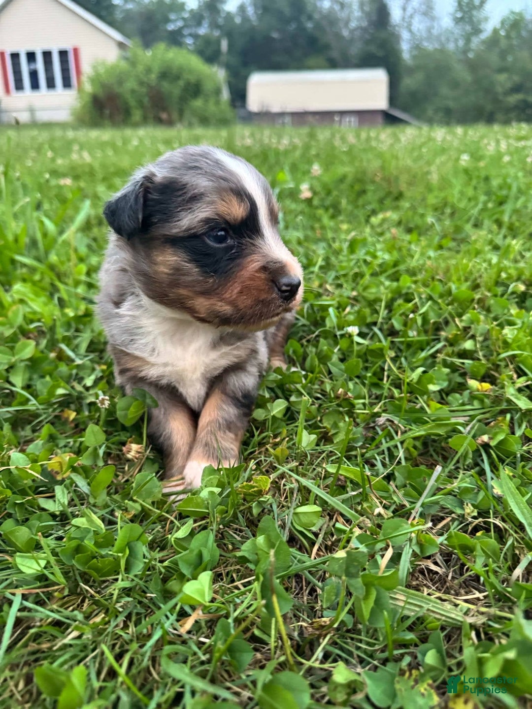 Australian Shepherd dogs for sale: Australian Shepherd 4 puppies - Image 8