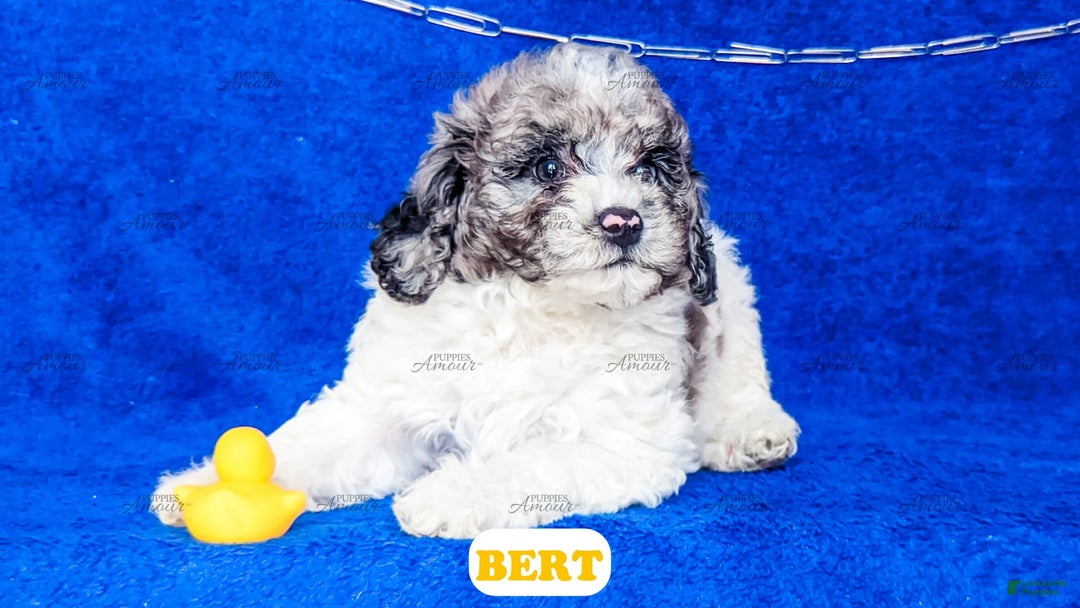 Cavapoo dogs for sale: Bert - Image 4