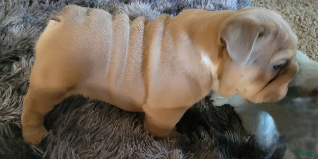 English Bulldog dogs for sale: Ozzy - Image 13
