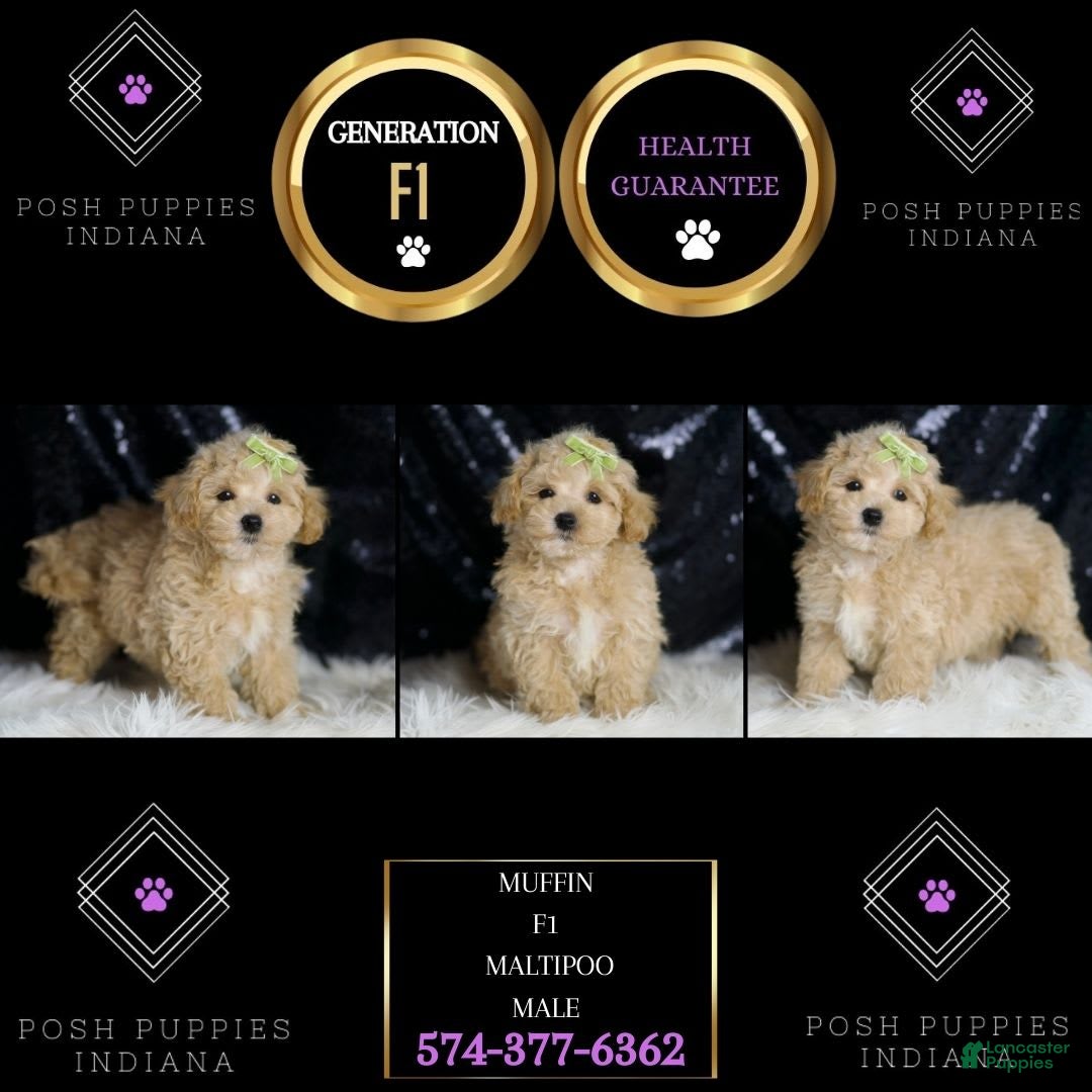 Maltipoo dogs for sale: Muffin - Image 5