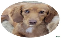 Dachshund dogs for sale: Molly Female 2 - Image 3