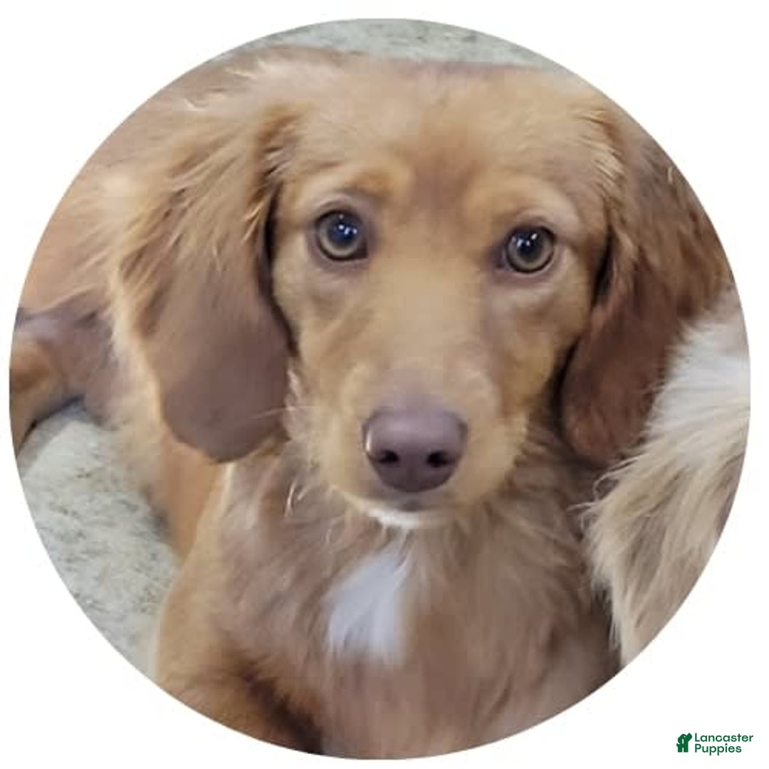 Dachshund dogs for sale: Molly Female 2 - Image 3