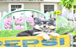 Pomeranian dogs for sale: Amber - Image 9