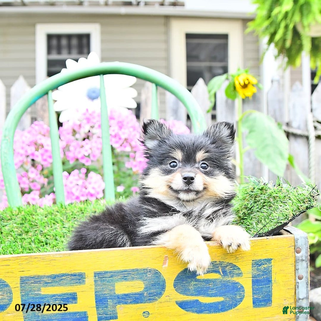 Pomeranian dogs for sale: Amber - Image 9
