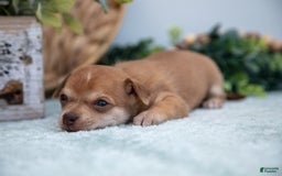 Chihuahua dogs for sale: Nelly - Image 1