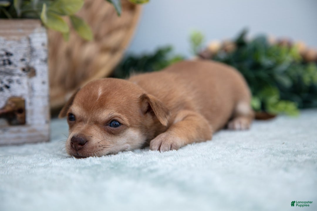 Chihuahua dogs for sale: Nelly - Image 1