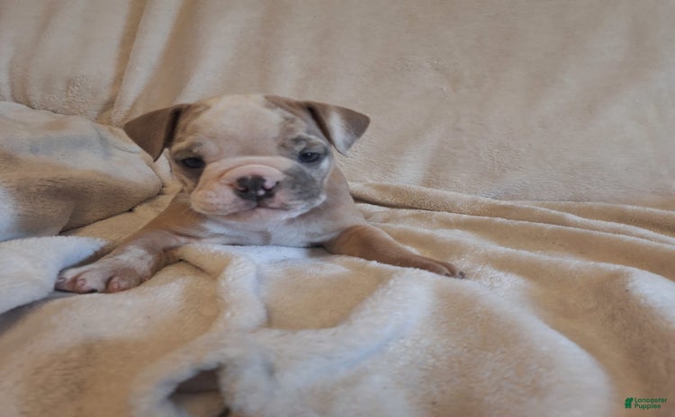 Olde English Bulldogge dogs for sale - Ad 4