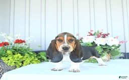 Basset Hound dogs for sale: Victor - Image 8