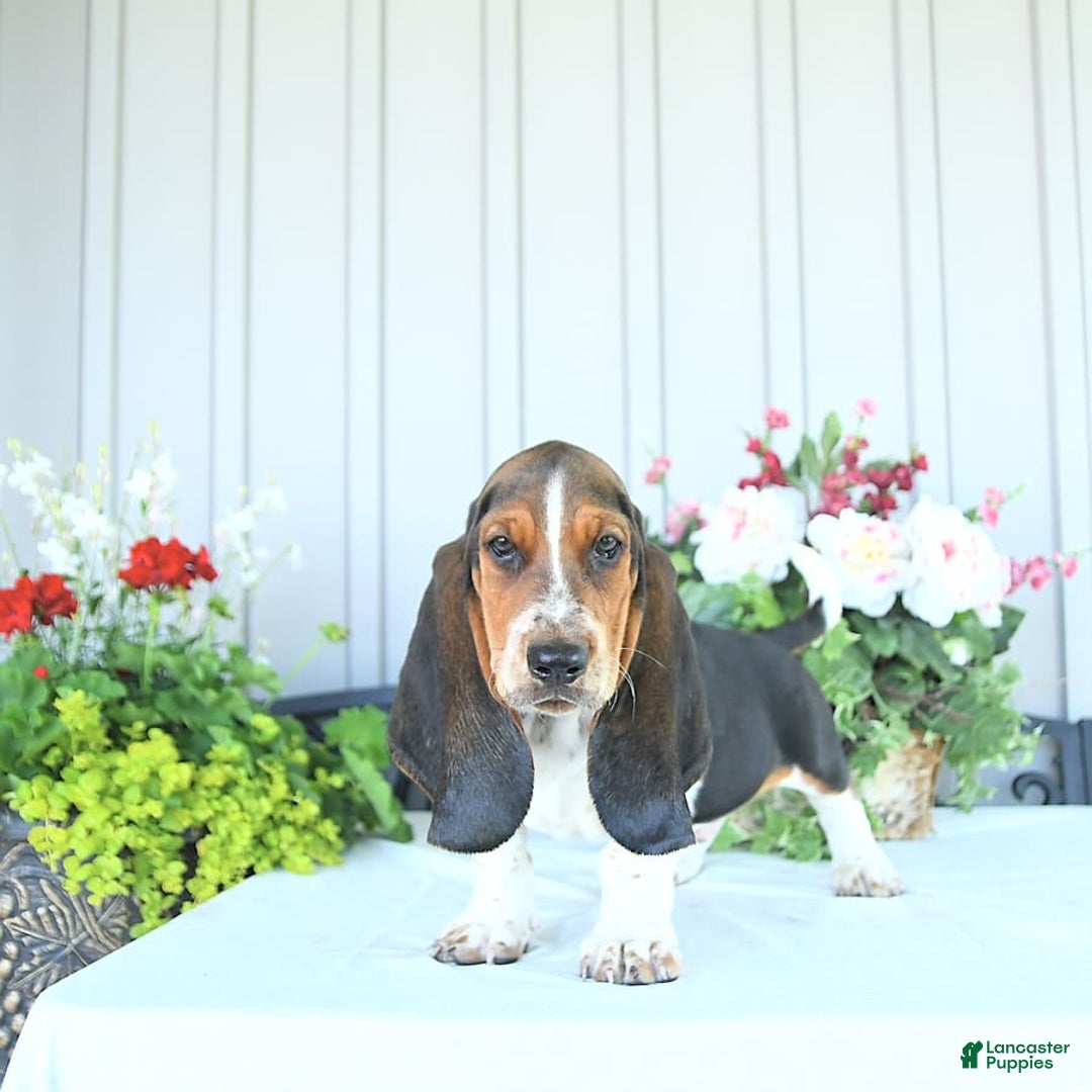 Basset Hound dogs for sale: Victor - Image 8