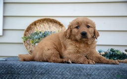 Golden Retriever dogs for sale: Mason - Image 3