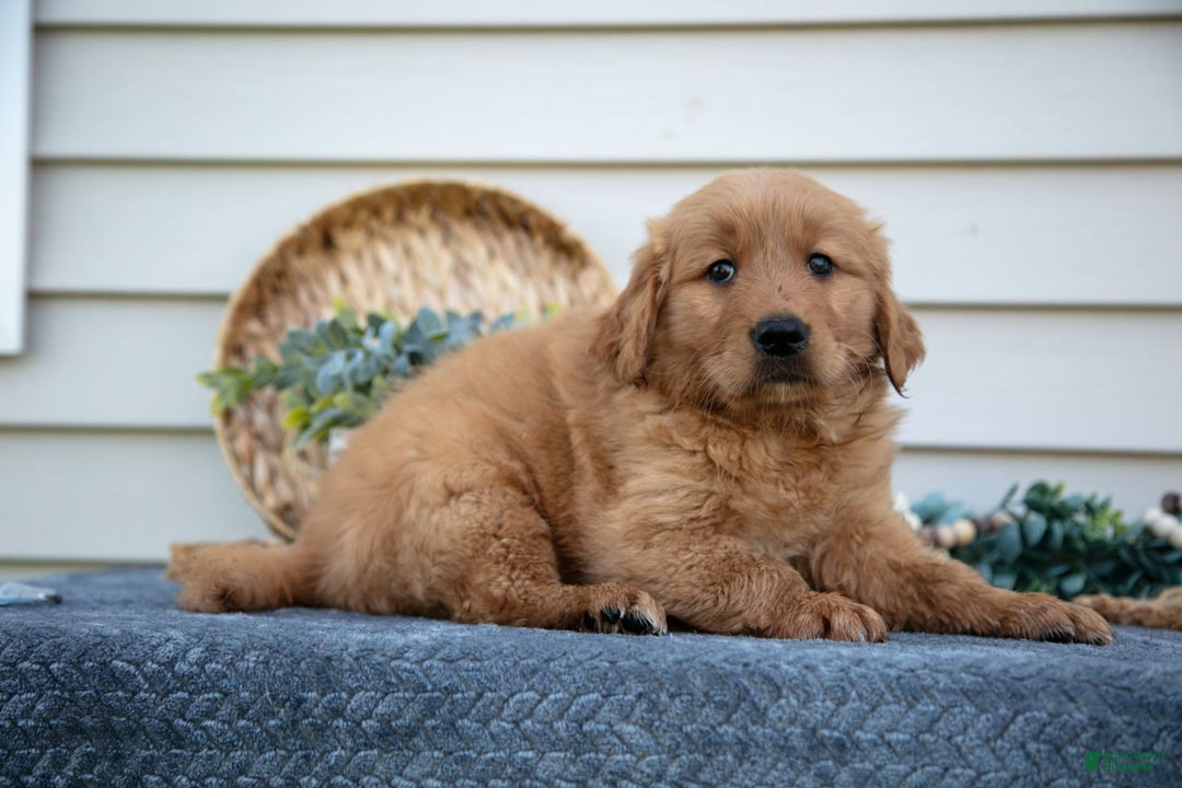 Golden Retriever dogs for sale: Mason - Image 3