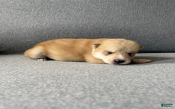 categoriesInfo:categoryAttributeOptions.pets.dogs.breed.akita dogs for sale: Champ - Image 41