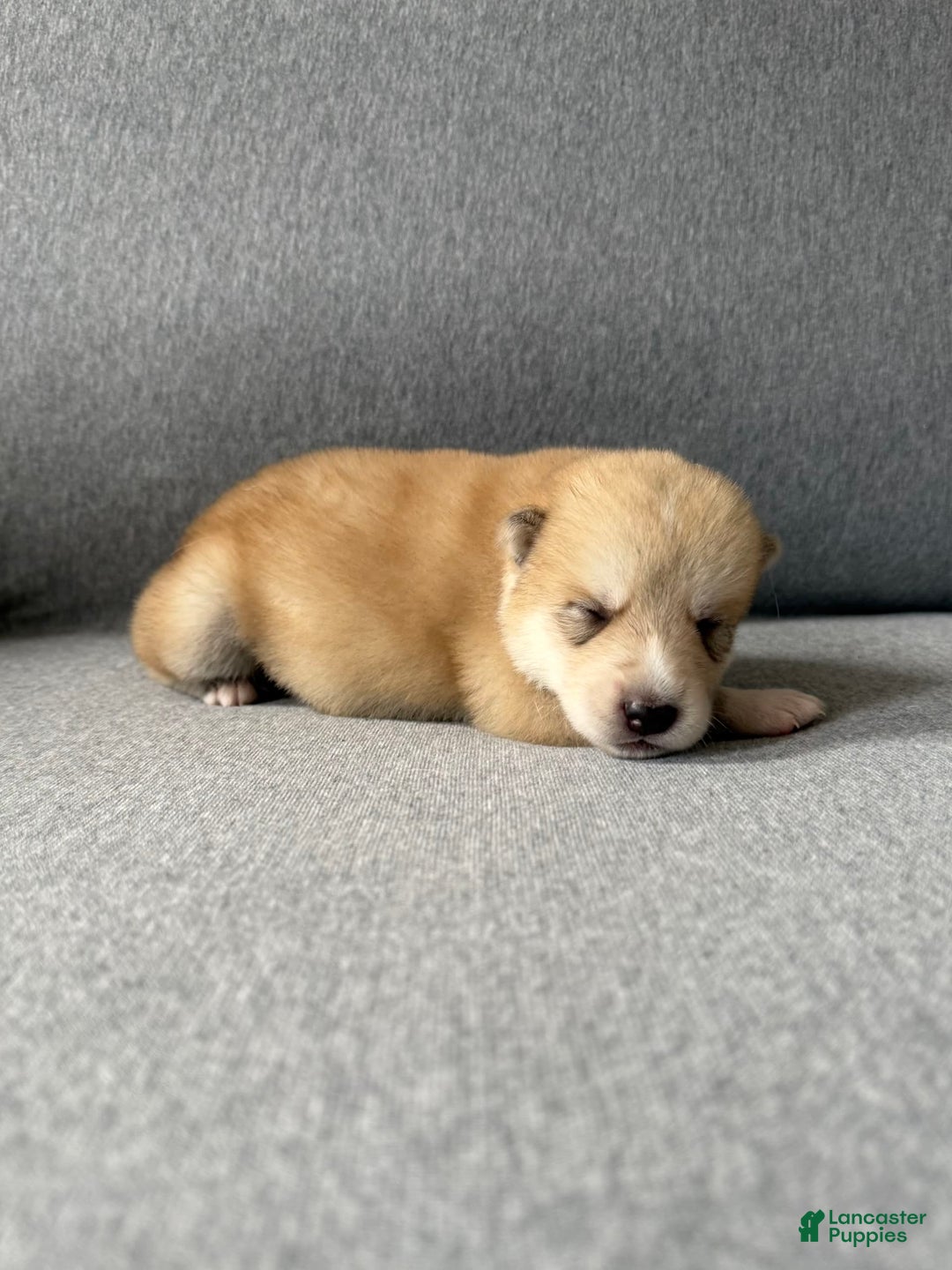 categoriesInfo:categoryAttributeOptions.pets.dogs.breed.akita dogs for sale: Champ - Image 41
