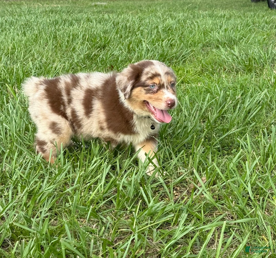 Australian Shepherd dogs for sale: L-black - Image 7
