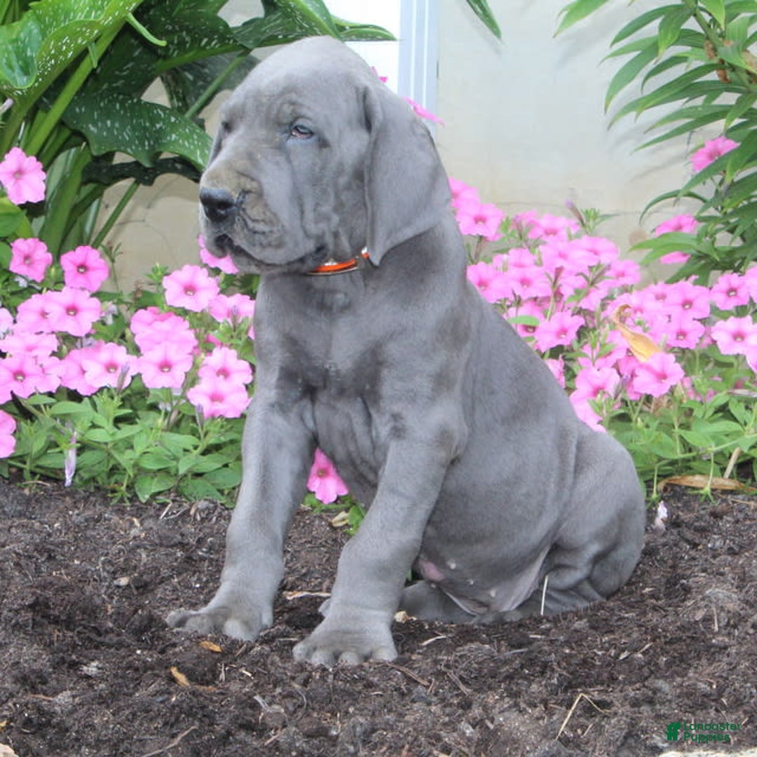 Great Dane dogs for sale: Hillary - Image 2