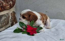 Cavalier King Charles Spaniel dogs for sale: Splash - Image 4
