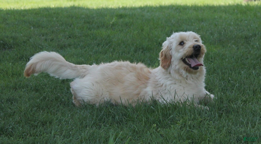 Mini Goldendoodle dogs for sale: Devonte - Image 6