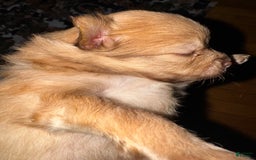 Pomeranian dogs for sale: Jake - Image 9