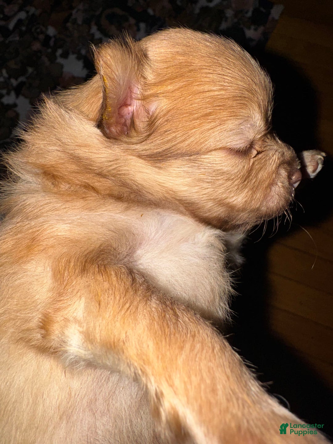 Pomeranian dogs for sale: Jake - Image 9