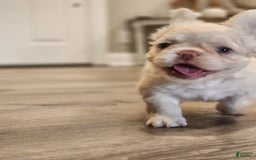 French Bulldog dogs for sale: Snow - Image 8