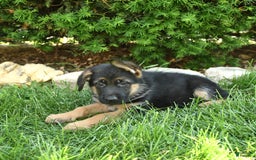 German Shepherd dogs for sale: Meadow - Image 9