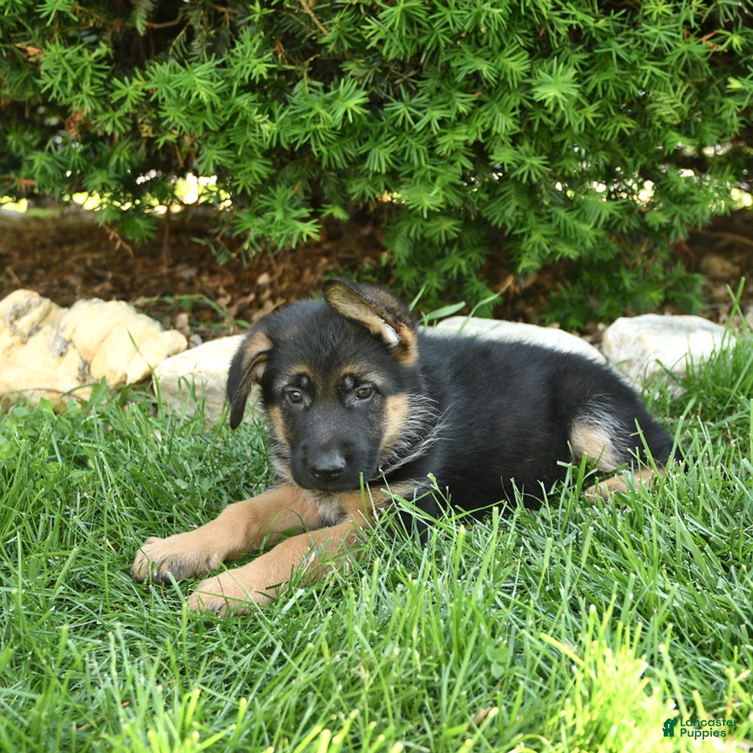 German Shepherd dogs for sale: Meadow - Image 9