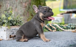 French Bulldog dogs for sale: French Bulldog 5 puppies - Image 12