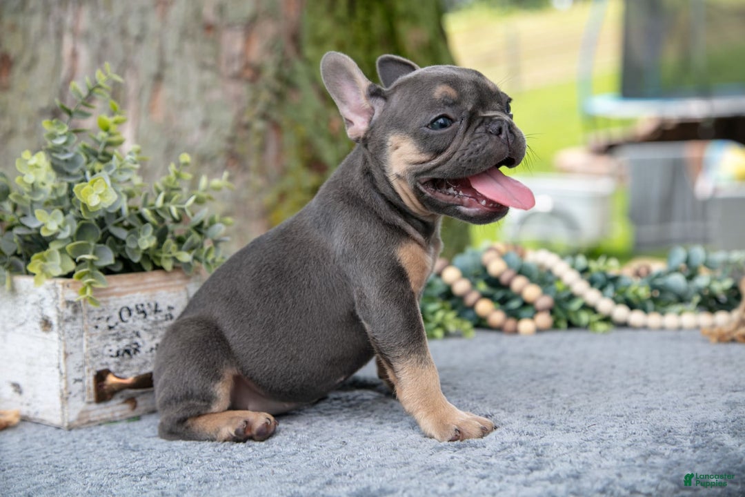 French Bulldog dogs for sale: French Bulldog 5 puppies - Image 12